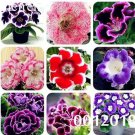 Rare Gloxinia Seedling Climbing Gloxinia Flower 100 Seeds