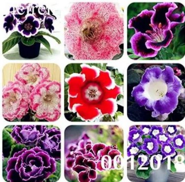 Rare Gloxinia Seedling Climbing Gloxinia Flower 100 Seeds