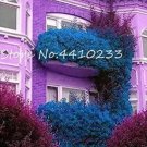 Rare Multicolor Bougainvillea 50 Seeds