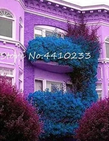 Rare Multicolor Bougainvillea 50 Seeds