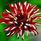 Rare Euphorbia Pulcherrima 100 Seeds, Red Flowers
