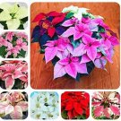 Rare Poinsettia Seeds, 100 Mixed