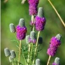 Rare Purple Prairie Clover Dalea Purpureum Flower 100 Seeds Non-Hybrid