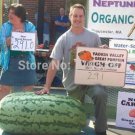 Rare Giant Watermelon 20 Seeds