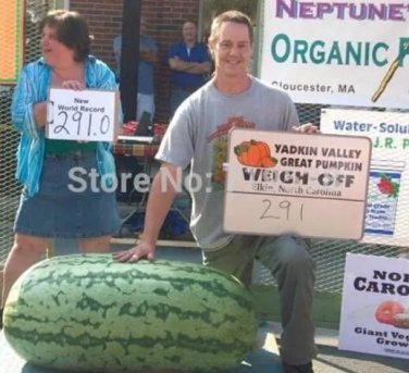 Rare Giant Watermelon 20 Seeds