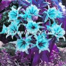 Rare Mixed Color Spider Lily 200 Seeds