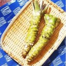 Rare Mustard Japanese Horseradish Wasabi Vegetable 100 Seeds