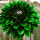 Rare Dahlia Bonsai Japan Rare Flower Beautiful Perennial Flower 100 Seeds