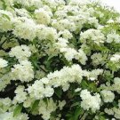 Rare Double Murraya Paniculata Orange 20 Seeds Jasmine White Fragrant Flowers
