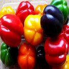 Rare Organic NON GMO Heirloom Paprika Chilli Pepper 500 Seeds Mixed