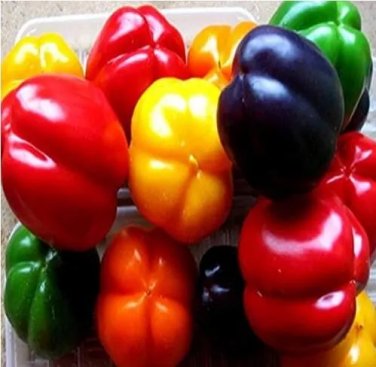 Rare Organic NON GMO Heirloom Paprika Chilli Pepper 500 Seeds Mixed