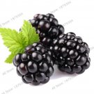 Rare Heirloom Blackberry 200 Seeds Sweet Black Berry Giant Blackberries