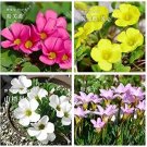 Rare Oxalis Flower Bulbs Seeds, 100 Mixed