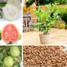 Rare Guava Seeds 100 Mixed