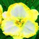 Rare Hybrid Daylily Flower Seeds, Yellow-White Flowers 100 Seeds