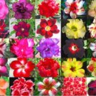 Rare Fresh Real Adenium Obesum semillas 20 Seeds