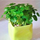 Rare Raw Culture Horseshoe Gold Coins Grass Species 100 Seeds