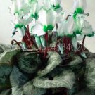 Rare Cyclamen Flower 100 Seeds, White Semi-double Flowers with Green