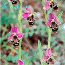 Rare Bee Orchid 50 Seeds, Rose Pink Petals Tiger Spots Centre