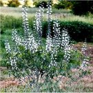 Rare White Wild Indigo Baptisia Aa Flower 50 Seeds
