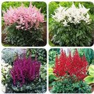 Rare Astilbe Chinensis Flowers Seeds, 100 Mixed