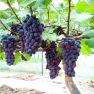 Rare Heirloom Grape Seeds, Pack of 50 Seeds