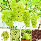 Rare Heirloom Grape Seeds, Pack of 50 Seeds