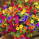 Rare +200pcs Hanging Petunia Mixed Flores Color Waves Beautiful Flowers