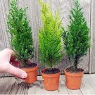 Rare Kasuki 50 PCS Italian Cypress Tree Seeds Cupressus Sempervirens