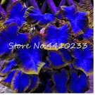 Rare 200 Pcs Colorful Caladium Dwarf Bonsai Plant Burnt Rose Elephant Ear Beautiful Bonsai Flower