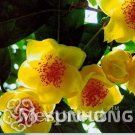 Rare Golden Yellow Rare Camellia Nitidissima Bonsai 50PCS, Magical Oriental Yellow Camellia