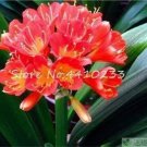 Rare Kasuki Bonsai 100 Pcs Mixed Clivia Rare Rainbow Clivia Flower Potted Plants