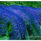 Rare 500 pcs Creeping Thyme Bonsai blue Plant - Perennial Ground Cover