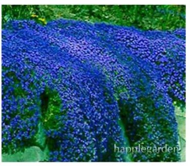 Rare 500 pcs Creeping Thyme Bonsai blue Plant - Perennial Ground Cover