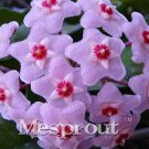 Rare Hoya Carnosa Bonsai, Hoya Fleshy Flower Bonsai Garden Plants 100 seeds