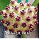 Rare 100 pcs Rare Cactus Seeds Real Succulent Seeds Green Spiral Funny Bonsai
