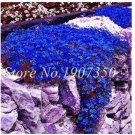 Rare Kasuki Big Sale 200 Pcs Rare Rock Cress Bonsai Evergreen Climbing Plant Creeping Thyme