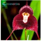 Rare 5pcs/Bag Mixed Colourful Monkey Face Orchid Plants Red Cream