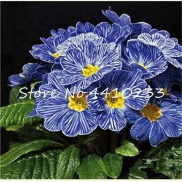 Rare Kasuki 100 Pcs Fresh Evening Primrose Bonsai Seedlings Perennial Beautiful