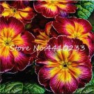 Rare Kasuki 100 Pcs Fresh Evening Primrose Bonsai Seedlings Perennial Beautiful