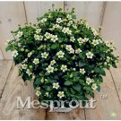 Rare 100 pcs Rare Exacum Affine Bonsai Summer Skies Exacum Affine Flower