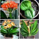 Rare Clivia Bonsai,Cheap Clivia Potted,Bonsai Balcony Flower 100 seeds
