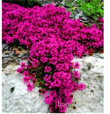 Rare 500 pcs Creeping Thyme Bonsai or Blue Rock CRESS Plant