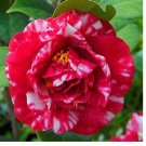 Rare 50 Pieces/Bag,Camellia Bonsai, Camellia Flowers