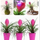 Rare 100pcs Tillandsia Cyanea Bonsai Tillandsia Orchid Potted Flower Bonsai Chinese