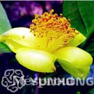 Rare 50 PCS Golden Yellow Rare Camellia Nitidissima Bonsai Seeds 50PPCS