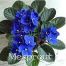 Rare 100 pcs Beautiful Plant Bonsai Flower Bonsai African Red Purple