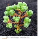 Rare 100 Succulent Plants Bonsai Sedum Multiceps Bonsai Potted Plants