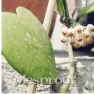 Rare 100PCS / Bag Hoya Kerrii Bonsai (Hoya Kerrii) Family Bonsai