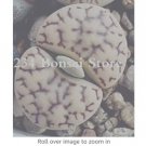 Rare 100pcs Bonsai Lithops Plants Mix Varieties Succulent Plant